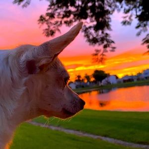 Meet your Posher, Amazing Ajax